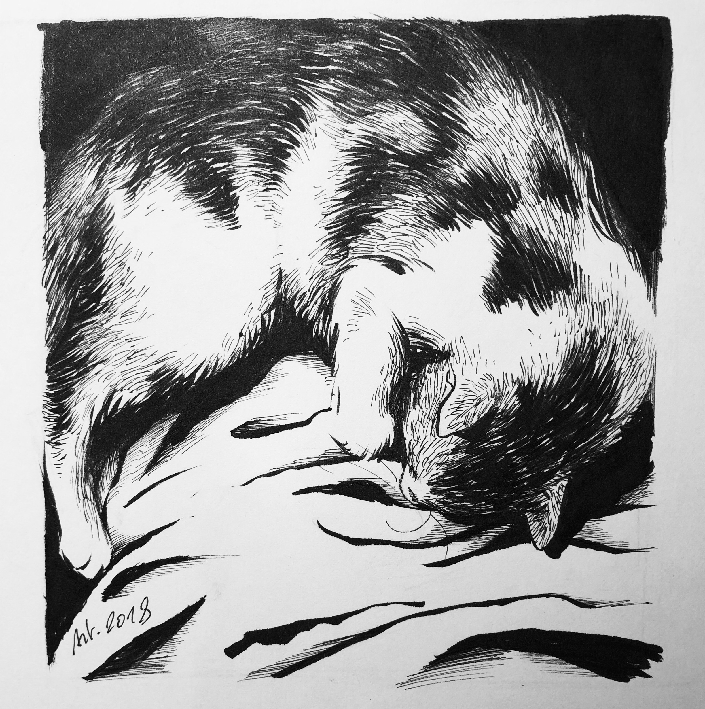 Cat sleeping
