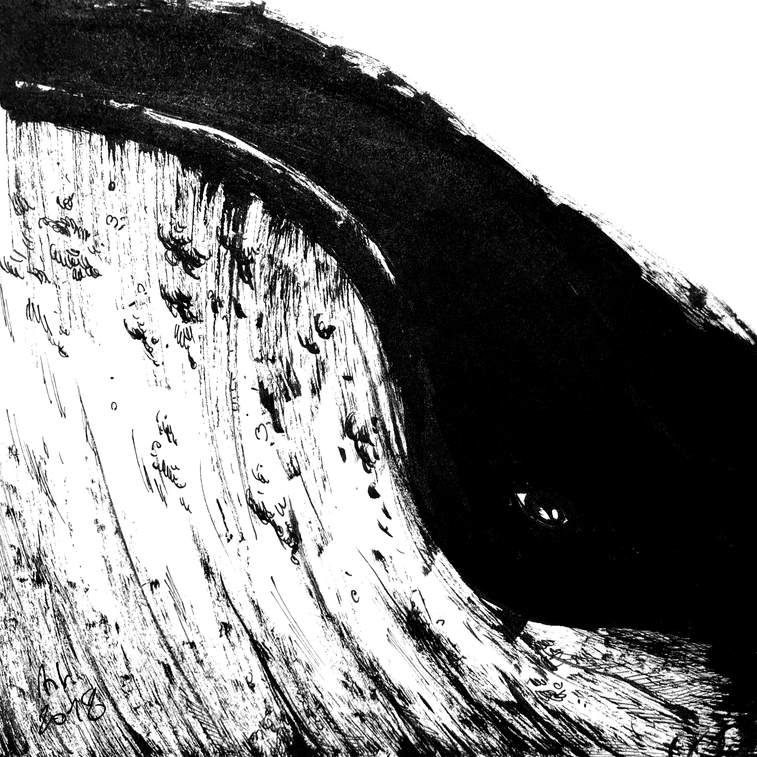 Whale